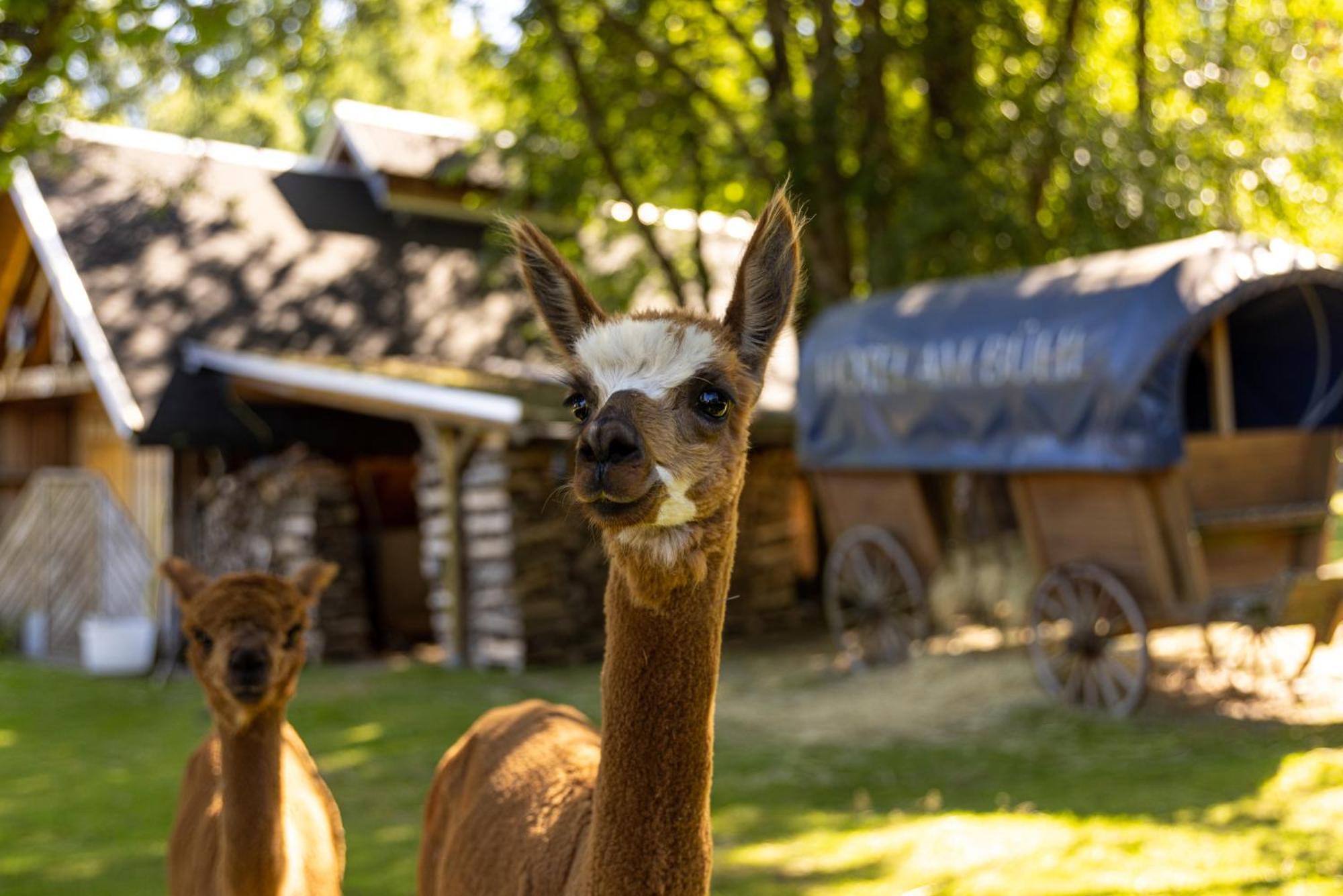 Hotel Am Buehl Eibenstock Luaran gambar